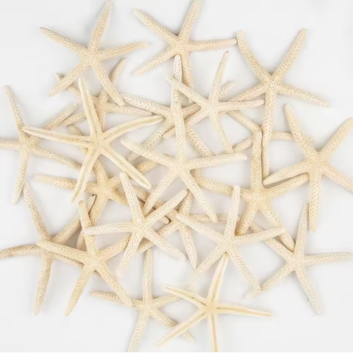 20 PCS 2-4 Inch 4-6 Inch Bulk Natural Real Starfish For DIY Crafts