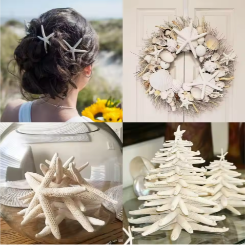 20 PCS 2-4 Inch 4-6 Inch Bulk Natural Real Starfish For DIY Crafts