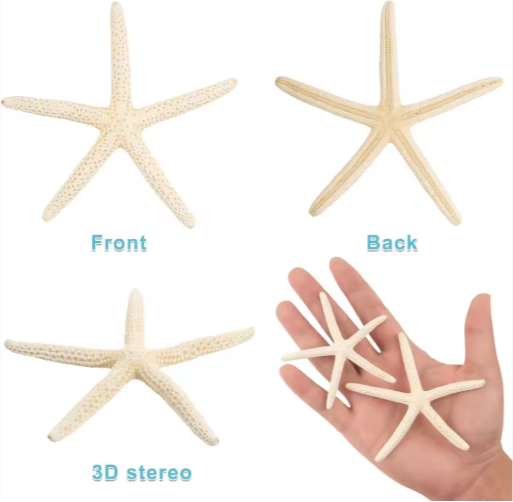 20 PCS 2-4 Inch 4-6 Inch Bulk Natural Real Starfish For DIY Crafts