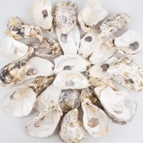 30pcs Oyster Shells With Pearl Bulk Natural Oyster Shells For Crafts