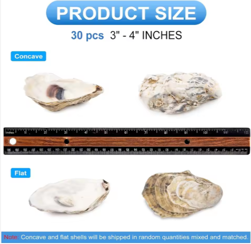 30pcs Oyster Shells With Pearl Bulk Natural Oyster Shells For Crafts