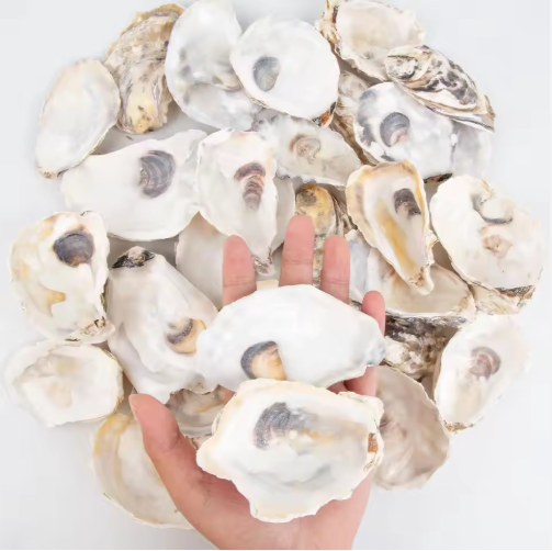 30pcs Oyster Shells With Pearl Bulk Natural Oyster Shells For Crafts