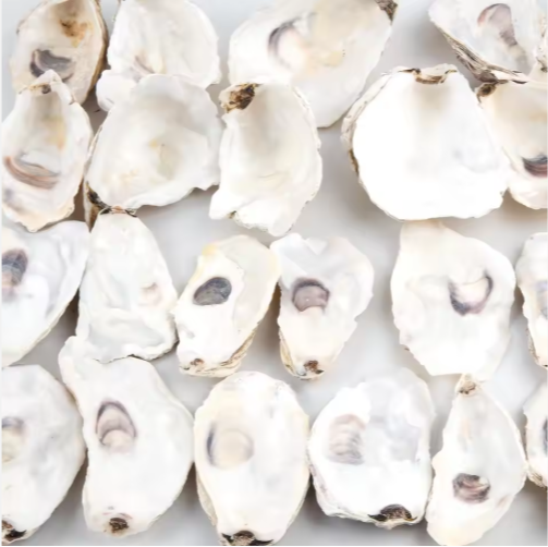 30pcs Oyster Shells With Pearl Bulk Natural Oyster Shells For Crafts