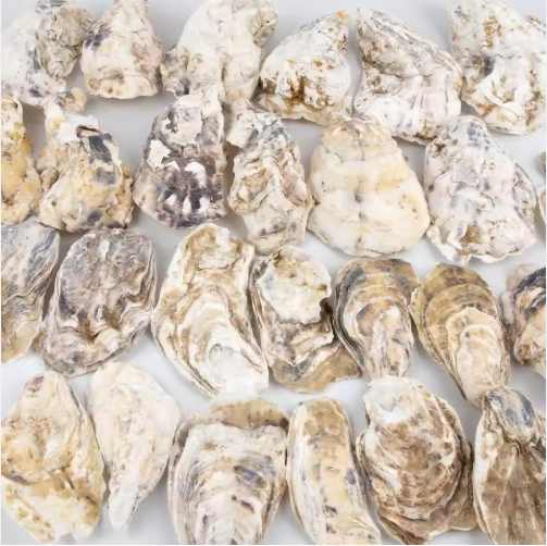 30pcs Oyster Shells With Pearl Bulk Natural Oyster Shells For Crafts